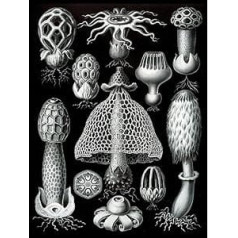 NATURE ART ERNST HAECKEL FUNGUS MUSHROOM TOADSTOOL BIOLOGY GERMANY POSTER 1787PY