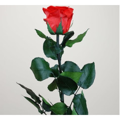 Liebe Margarita - konservierte Rose, Rot