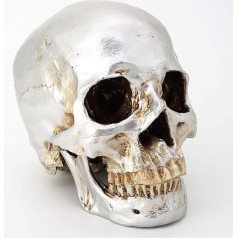 Cranstein A-525 Human Skull, 2 Pieces, Life-size (Color Sliver)