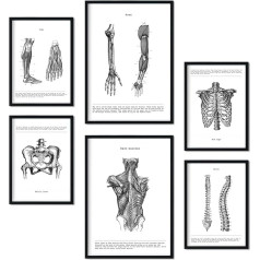 Nacnic Set of 6 Muscles and Bones Poster Collection of Aesthetic Collage Plates for Interior Decoration Sizes A3 and A4 Black Frame