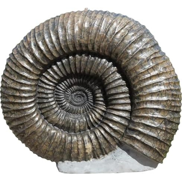 Pavlovia (Perisphinctidae) 48 cm Ammonit Fossil (Fossilien) PER30