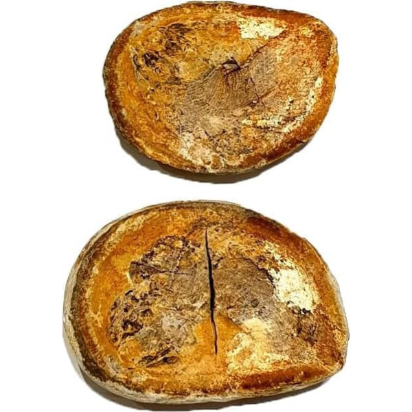 Pteronisculus cicatrosus Fisch Fossil (Fossilien) PFA34