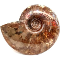 cleoniceras besairei 