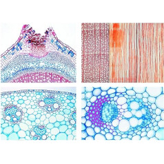 Lieder Biology Microscopy Micropreparations Series Flowering Plants (Magnoliopsida): Root