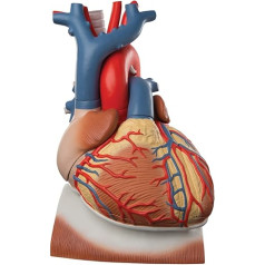 3B Scientific Human Anatomy - Heart on Diaphragm, 3 Sizes, 10 Pieces, VD251