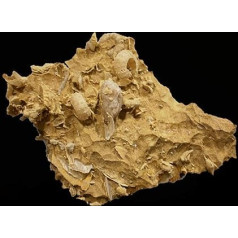Polydiadema + Peltoceras arduennensis + cardioceras sp Seeigel Fossil (Fossilien) OUR475