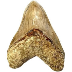 Otodus Megalodon (Carcharodon Megalodon - Megaselachus) Indonesien 14 cm Fossil (Fossilien) REIN04