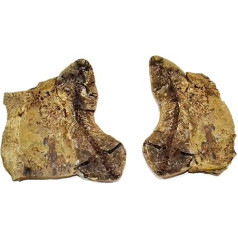 Barasaurus besairiei Reptil Fossil (Fossilien) BA38