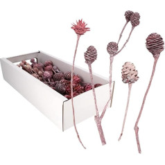 Leucodendron Frost Assortment - Pack of 50 - Frost Erika
