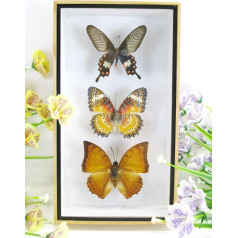 3 Real Beautiful and Exotic Butterflies in 3D Display Case Wooden Frame - Framed - Taxidermy (01)