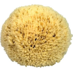 Premium Quality Natural Sea Sponge (Approx. Diameter 19cm)