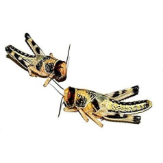 Feeders & More - Locusts - Desert Locusts SMALL - 300 pieces - Live Food Insects Desert Locusts - Food for Reptiles, Bearded Dragons and Amphibians - Food Insects & Pet Food