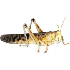 Feeders & More - Locusts - Desert Locusts Large - 9 Pieces - Live Food Insects Desert Locusts - Food for Reptiles, Bearded Dragons and Amphibians - Food Insects & Pet Food