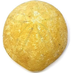 Echinolampas hoffmanni Seeigel Fossil (Fossilien) OUR3245