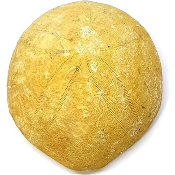 Echinolampas hoffmanni Seeigel Fossil (Fossilien) OUR3245