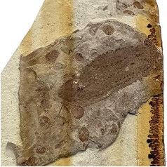 Neuroptera sp. Insect Fossil (Fossilien) INC15