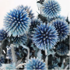 Dried Echinops, Royal Blue Natural Thistle Preserved Flowers, 20 Balls Blue Planet Echinops Globe Flower for Wedding Boho Party Home Decor DIY Flower Arrangements