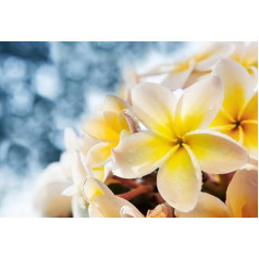 Puzzle 1000 Teile Bild Blumen für Erwachsene Familienspiele Lernspielzeug Gt490Zw 38x52CM