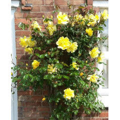 Golden Showers Pink Rampicante Bush Radice Nuda