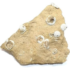 acropeltis atlantica und goniopygus sp. Seeigel Fossil (Fossilien) OU272