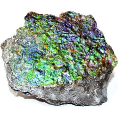 Ammolith placenticeras meeki Ammonit Fossil (Fossilien) AM700