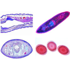 Lieder Biology Microscopy Micropreparations Series Sponges and Hollow Animals (Coelenterata, Porifera)