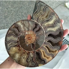 bayline Large Size Madagascar Fossils Iridescent Ammonites Natural Stones and Mineral Specimples