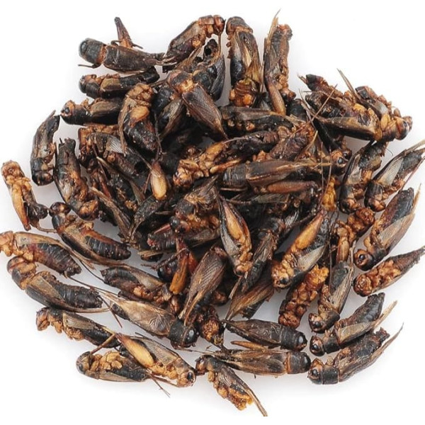 The Aqua Shack | Natural Dried Crickets Treats for Rats, Sugar Gliders, Hedgehogs, Birds (250g)