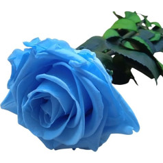 Genérico Eternal Rose, Blue, Preserved Blue Rose, Sky Blue, Eternal Blue Roses, Preserved Flowers, Made in Spain.