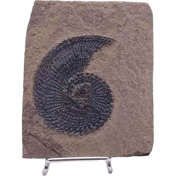 FHUILIJH Natürliches raues Chrysokoll-Exemplar, Paläontologie-Trilobiten-Fossil, wissenschaftliches Bernstein-Exemplar, für den wissenschaftlichen Unterricht