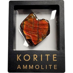 Ammolith Placenticeras Meeki Ammonit Mineralfossilien Stein Heilkristalle AMCA4 Geofossiles