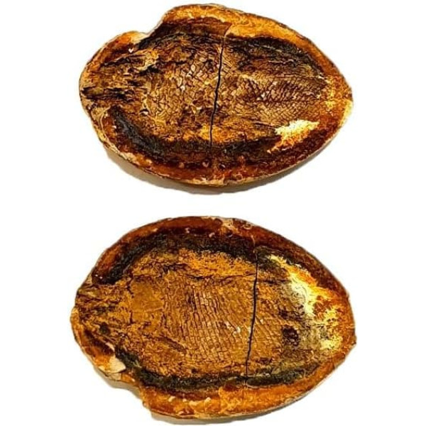 Pteronisculus cicatrosus Fisch Fossil (Fossilien) PMP42