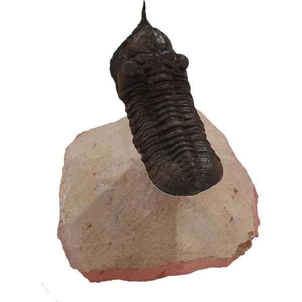 Morocconites Malladoides Morocco Trilobit Fossil Fossils TRMD83
