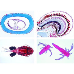 Lieder Biology Microscopy Micropreparations Series: Crustacea, 10 Preparations