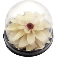 Konservierte Dahlienblüte, Mini-Terrarium, Lotusblüte, natürliche weiße Dahlie, Lotusblüte, konservierte Blumen, weiß.