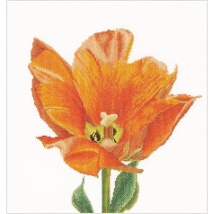 Thea Gouverneur - Cross Stitch Kit - Orange Triuph Tulip - Linen - 32 Count - For Adults - 523