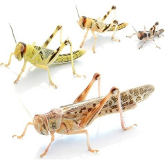 Desert Locusts | Choice of Size & Quantity | Locusts | Feeding Insects
