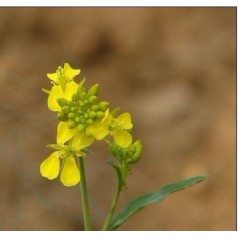 Semi SD0112 cinese rafano wasabi vegetale, wasabi semi di verdure, semi di rafano vegetali (10 semi)