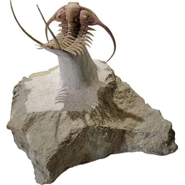 Paraceraurus exsul russischer Trilobit Fossilo Geofossiles echt