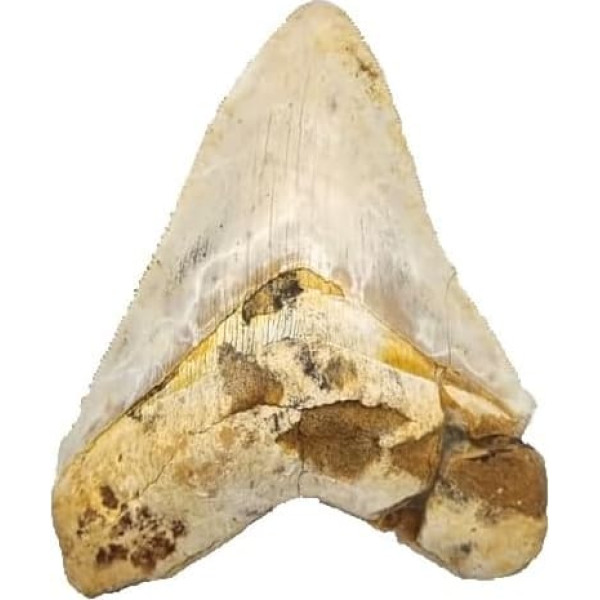 Otodus Megalodon (Carcharodon Megalodon - Megaselachus) Indonesien 11,5 cm Fossil (Fossilien) WI36