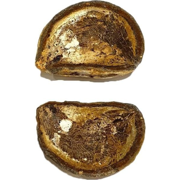 Pteronisculus cicatrosus Fisch Fossil (Fossilien) PFA38