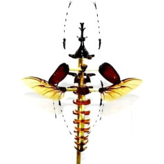 Xylotrupes Gideon sumatrensis Insect Fossil (Fossilien) ECLA3