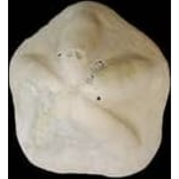 Clypeaster tauricus Seeigel Fossil (Fossilien) OU312