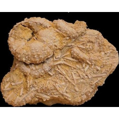 Phymosoma raguini Seeigel Fossil (Fossilien) OUR401