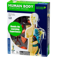 Thames & Kosmos 260830 Human Body Anatomy Model Toy, Multi