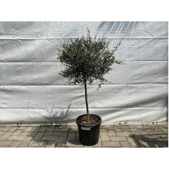 Tropictrees - Australian Finger Lime - 130-150 cm - Citrus Tree - Citrus Caviar - Caviar Lime - Microcitrus Australasica