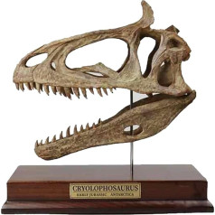 Skull Model Ice Spinosaurus Skull - Cryolophosaurus Resin Sculptures - Home Office Shelves, Tables, Desks and Bookshelves
