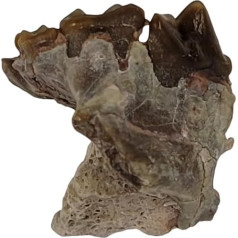 dinictis Felina (Säbelkatze) Säugetier Mineralfossilien Stein Heilkristalle MSD10 Geofossiles