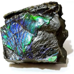 Ammolith Placenticeras Meeki Ammonit Fossil (Fossilien) AM701