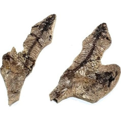 Barasaurus besairiei Reptil Fossil (Fossilien) BA07